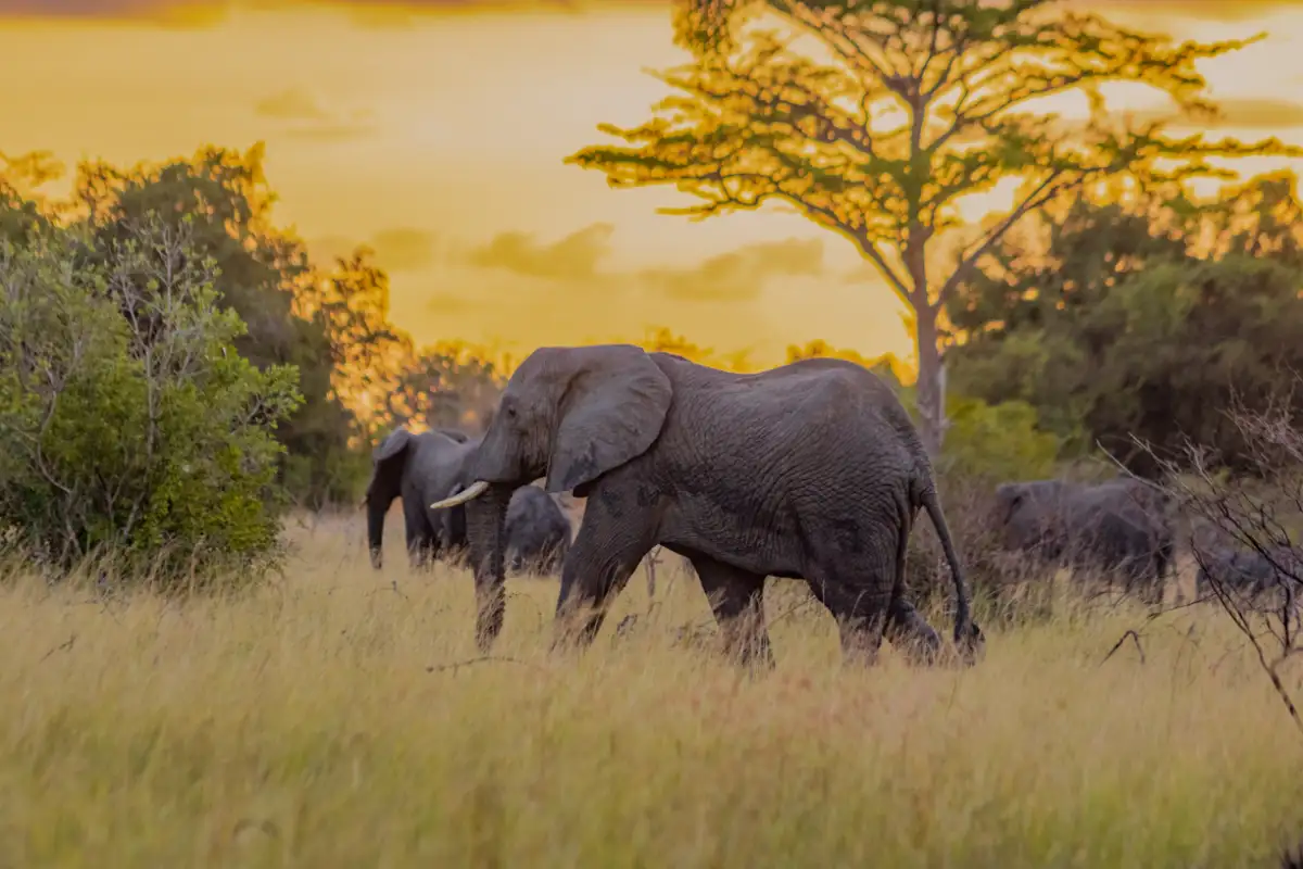 3-Day Classic Tanzania Safari: Tarangire & Ngorongoro